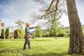 Best Palm Tree Trimming  in Indian Mountain Lake, PA