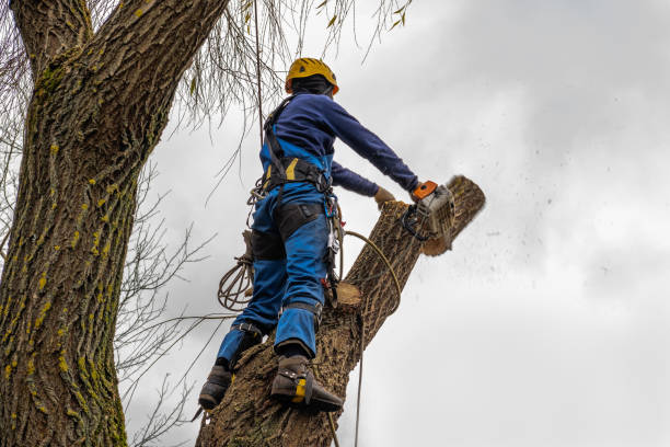 Best Tree Trimming and Pruning  in Indian Mountain Lake, PA