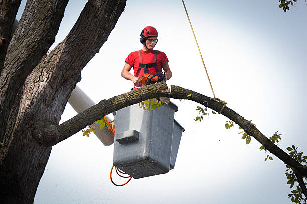 Tree and Shrub Care in Indian Mountain Lake, PA