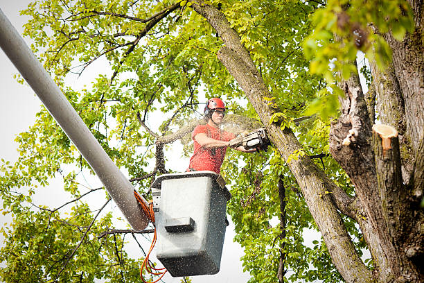 Best Emergency Tree Removal  in Indian Mountain Lake, PA