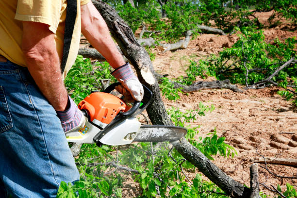 Best Commercial Tree Services  in Indian Mountain Lake, PA